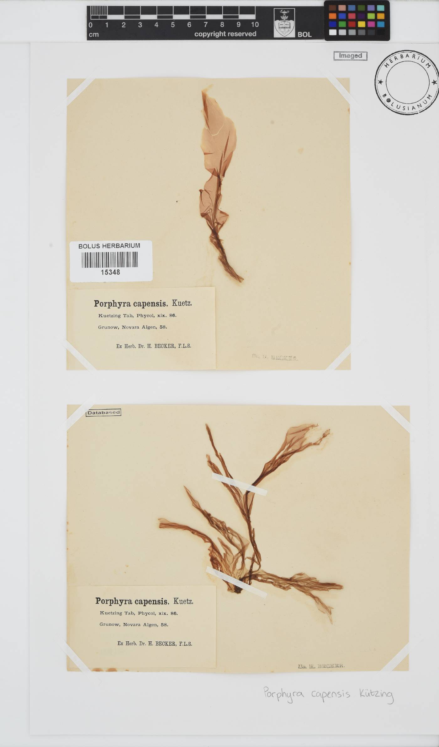 Porphyra capensis image
