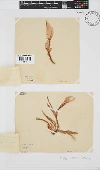 Porphyra capensis image