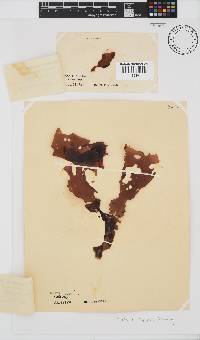 Porphyra capensis image