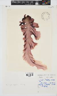 Porphyra capensis image