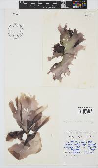 Porphyra capensis image
