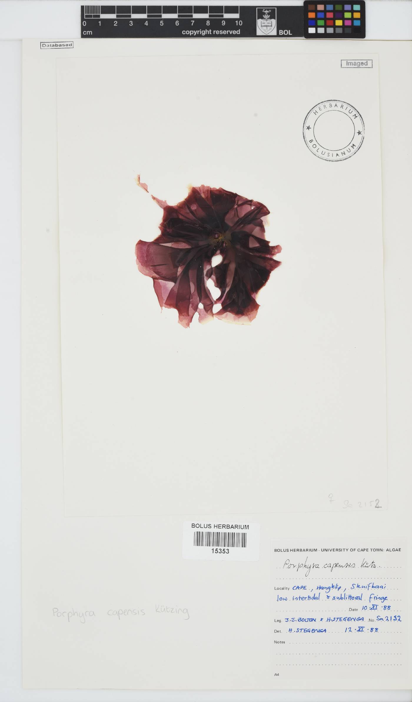Porphyra capensis image