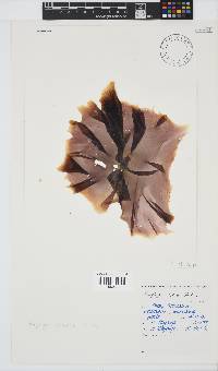 Porphyra capensis image