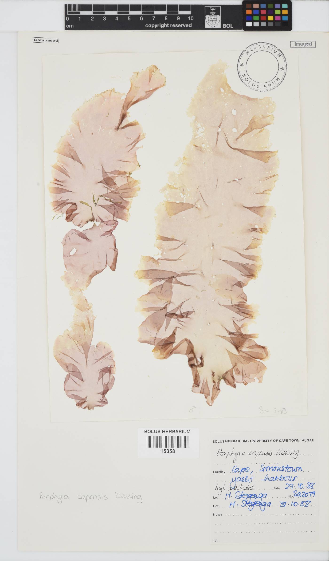 Porphyra image