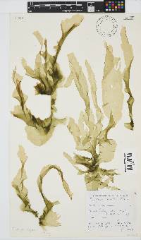 Porphyra capensis image