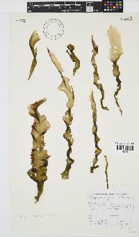 Porphyra capensis image
