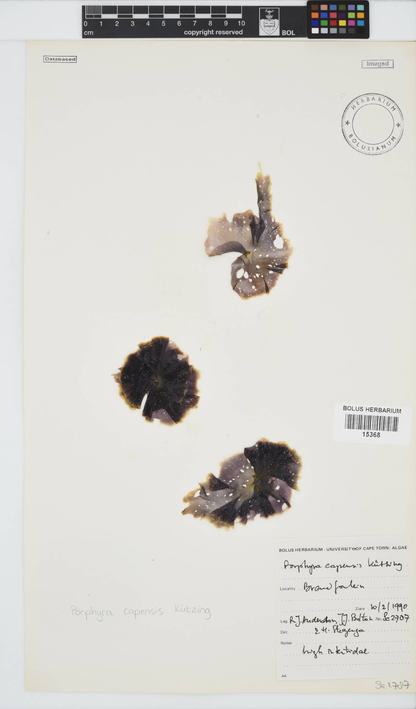 Porphyra image
