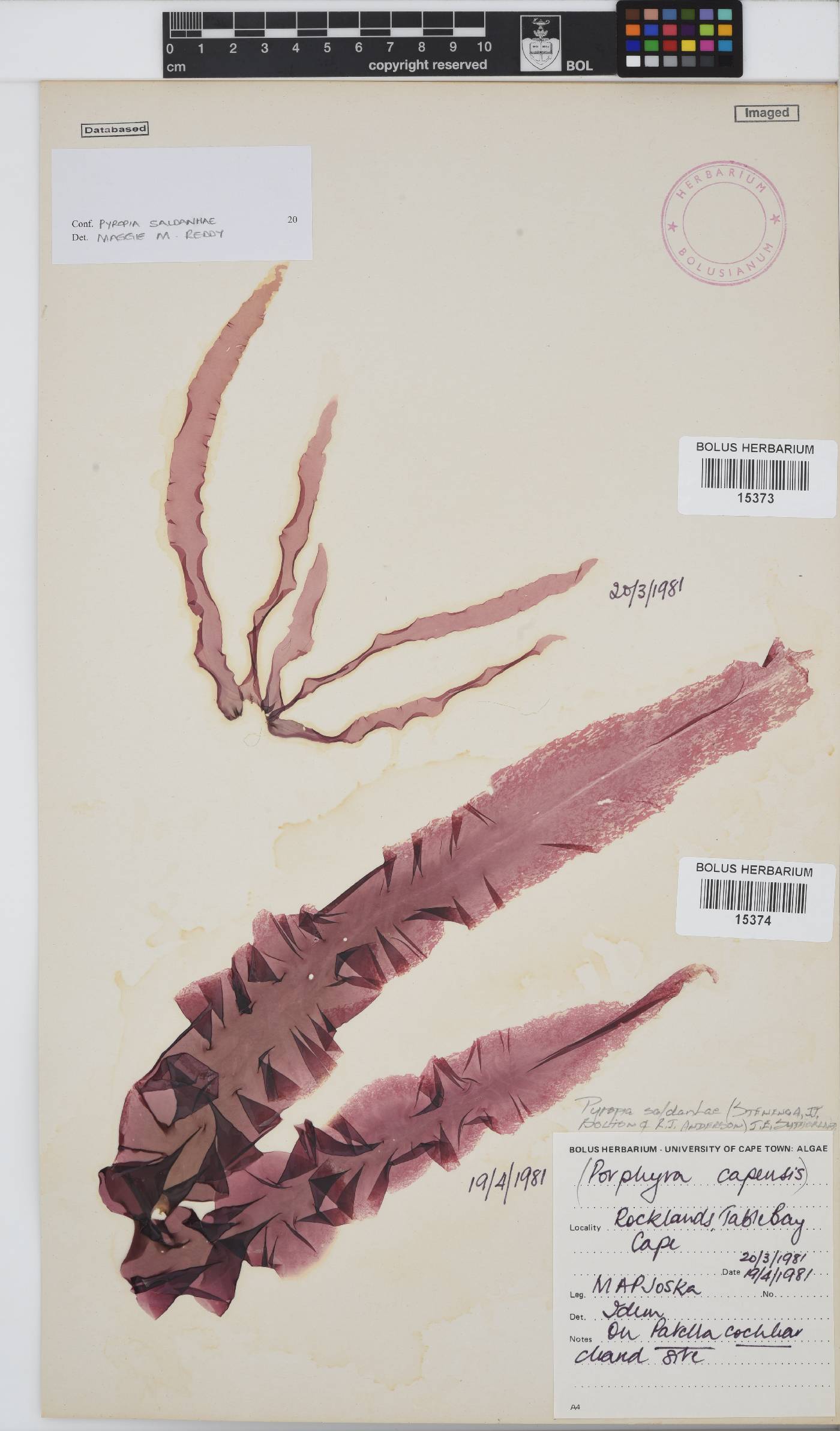 Pyropia saldanhae image