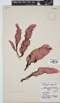 Porphyra capensis image