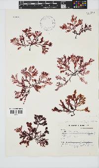 Portieria hornemannii image
