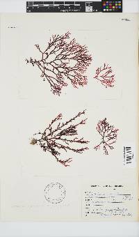 Portieria hornemannii image