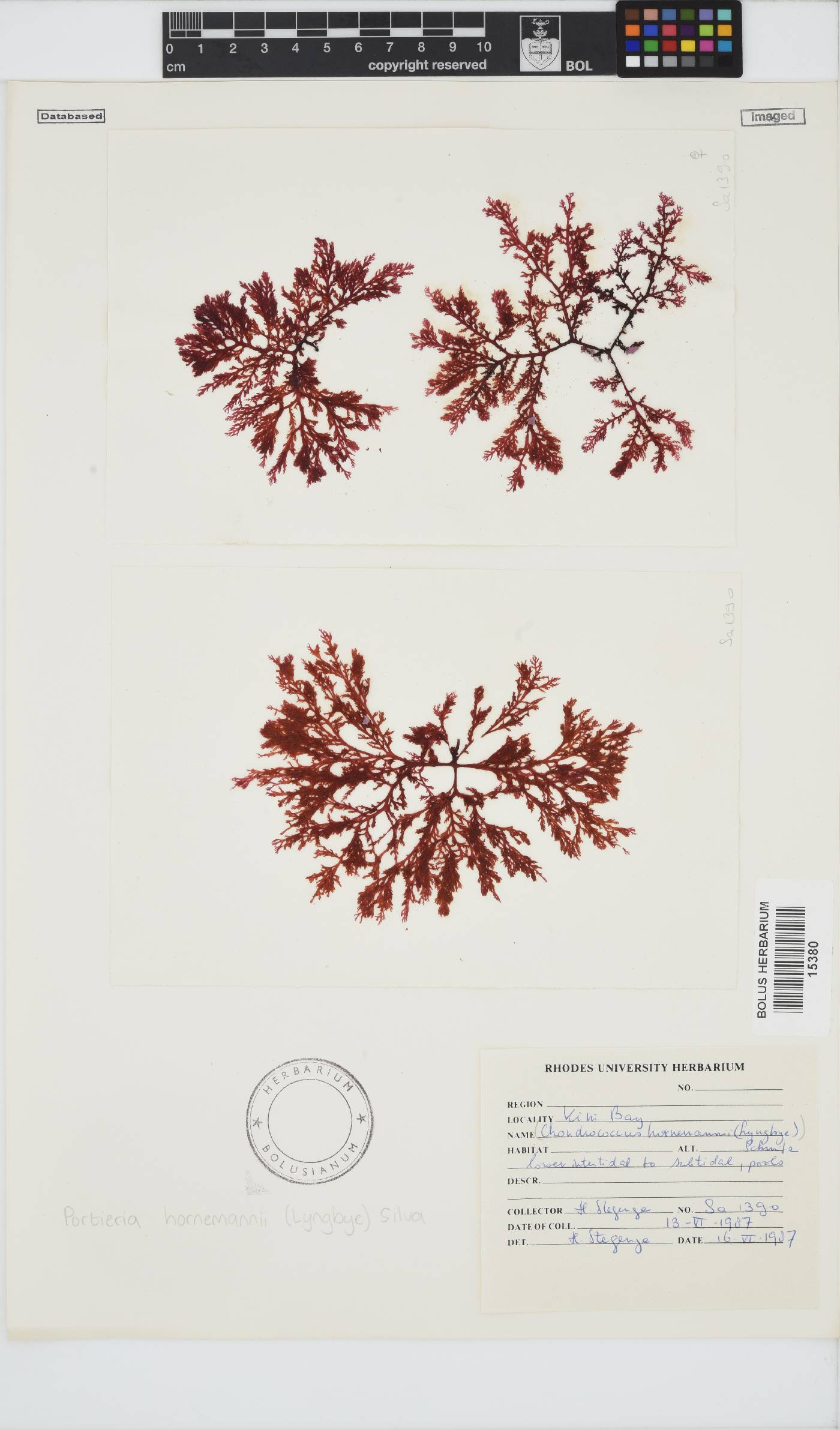 Rhizophyllidaceae image