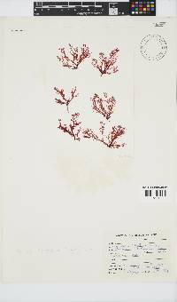 Portieria hornemannii image