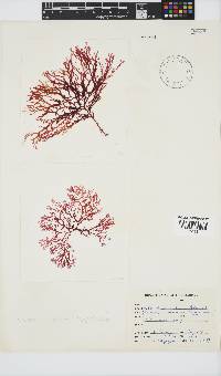Portieria hornemannii image