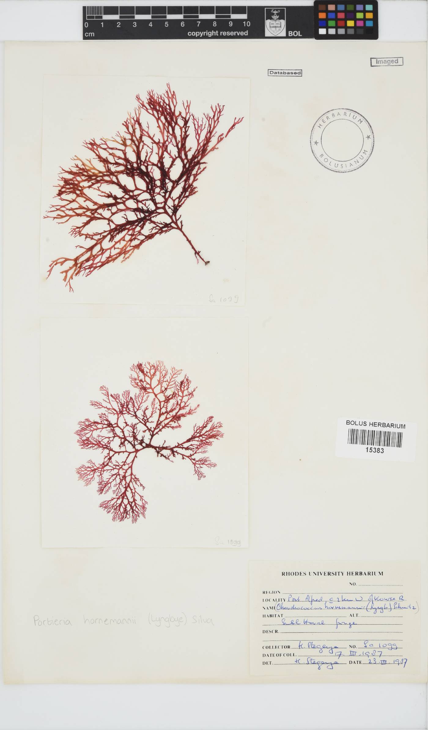 Portieria hornemannii image