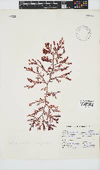 Portieria hornemannii image