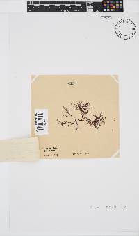 Polyzonia elegans image