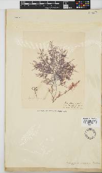 Polyzonia elegans image