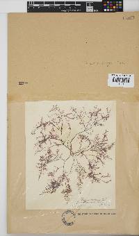 Polyzonia elegans image