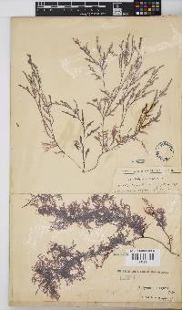 Polyzonia elegans image