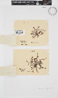 Polyzonia elegans image