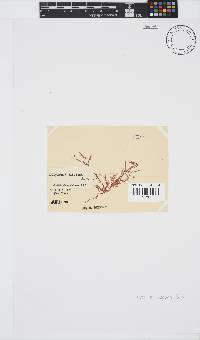 Polyzonia elegans image