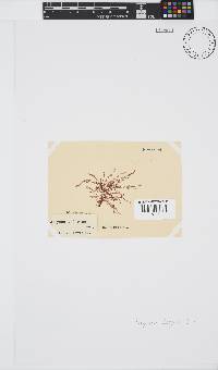 Polyzonia elegans image