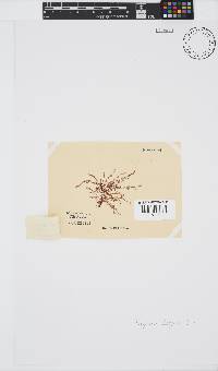 Polyzonia elegans image