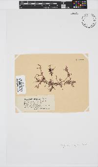 Polyzonia elegans image