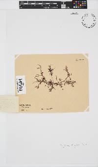 Polyzonia elegans image