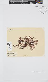 Polyzonia elegans image