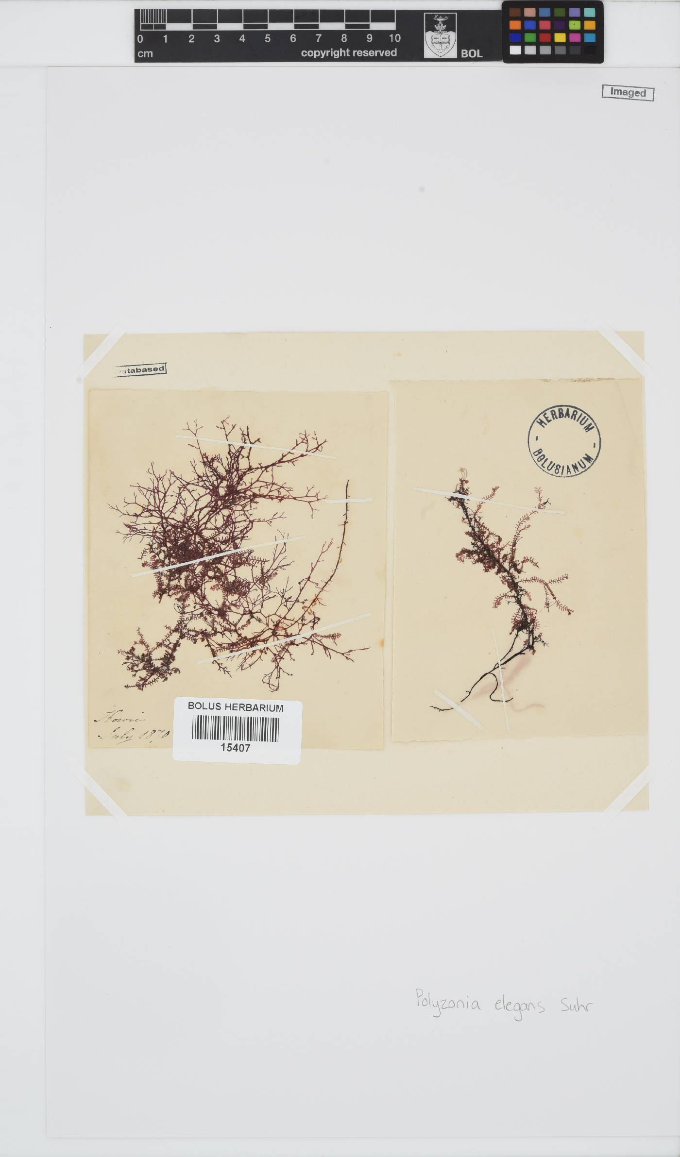 Polyzonia elegans image