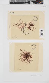 Polyzonia elegans image