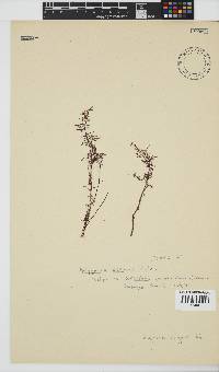 Polyzonia elegans image