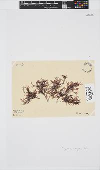 Polyzonia elegans image