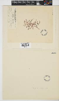 Polyzonia elegans image