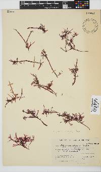 Polyzonia elegans image