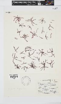 Polyzonia elegans image
