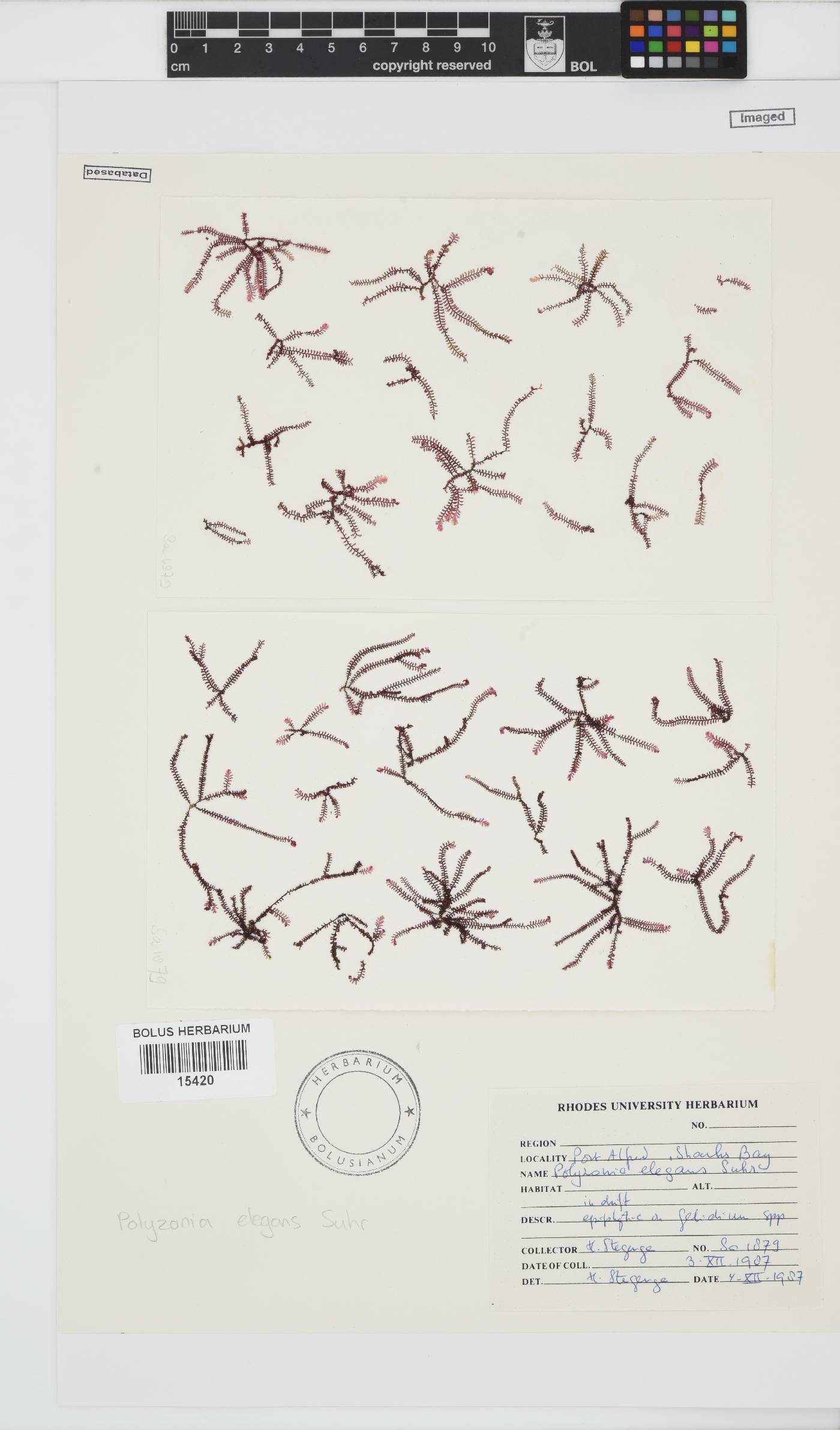 Polyzonia elegans image