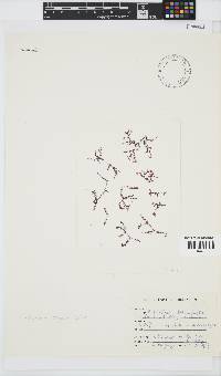 Polyzonia elegans image