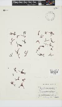 Polyzonia elegans image