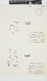 Polyzonia elegans image