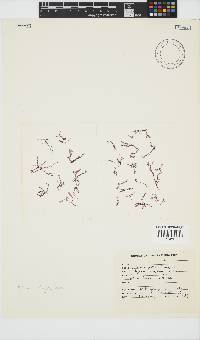 Polyzonia elegans image