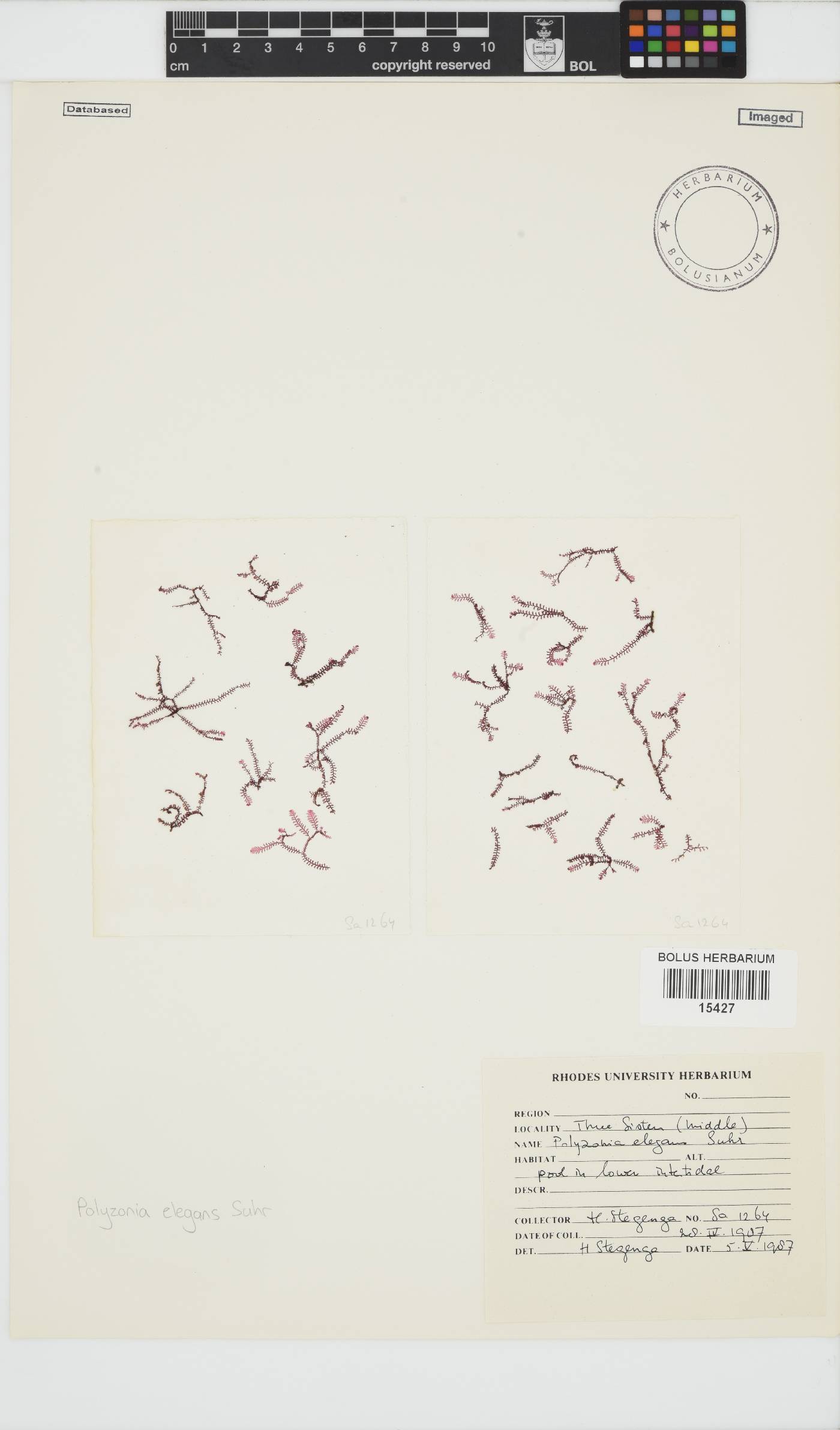 Polyzonia elegans image