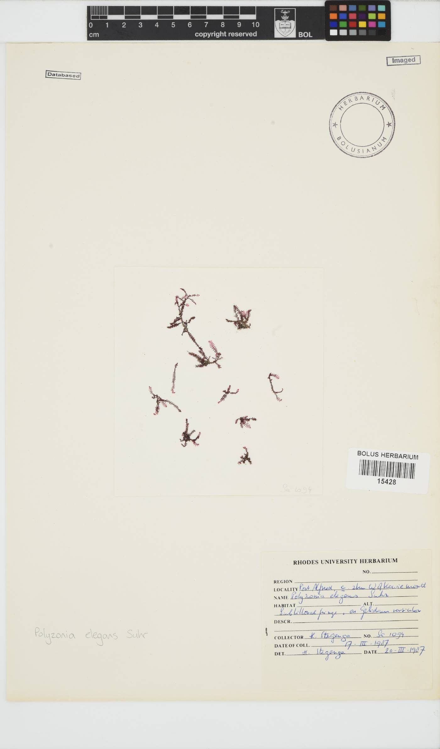 Polyzonia image
