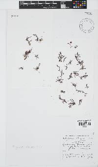 Polyzonia elegans image