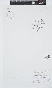 Polyzonia elegans image