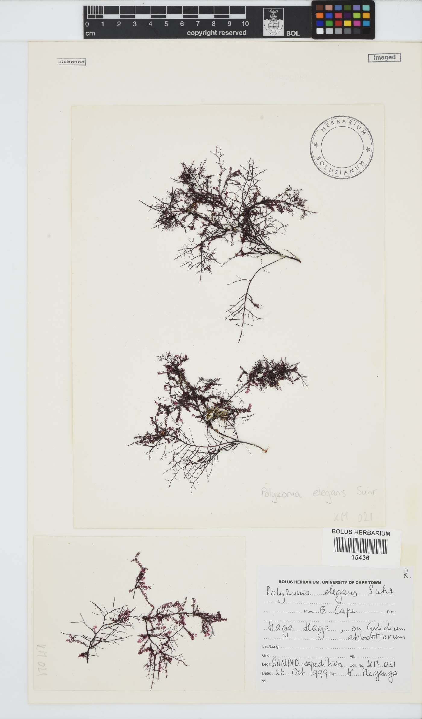 Polyzonia image