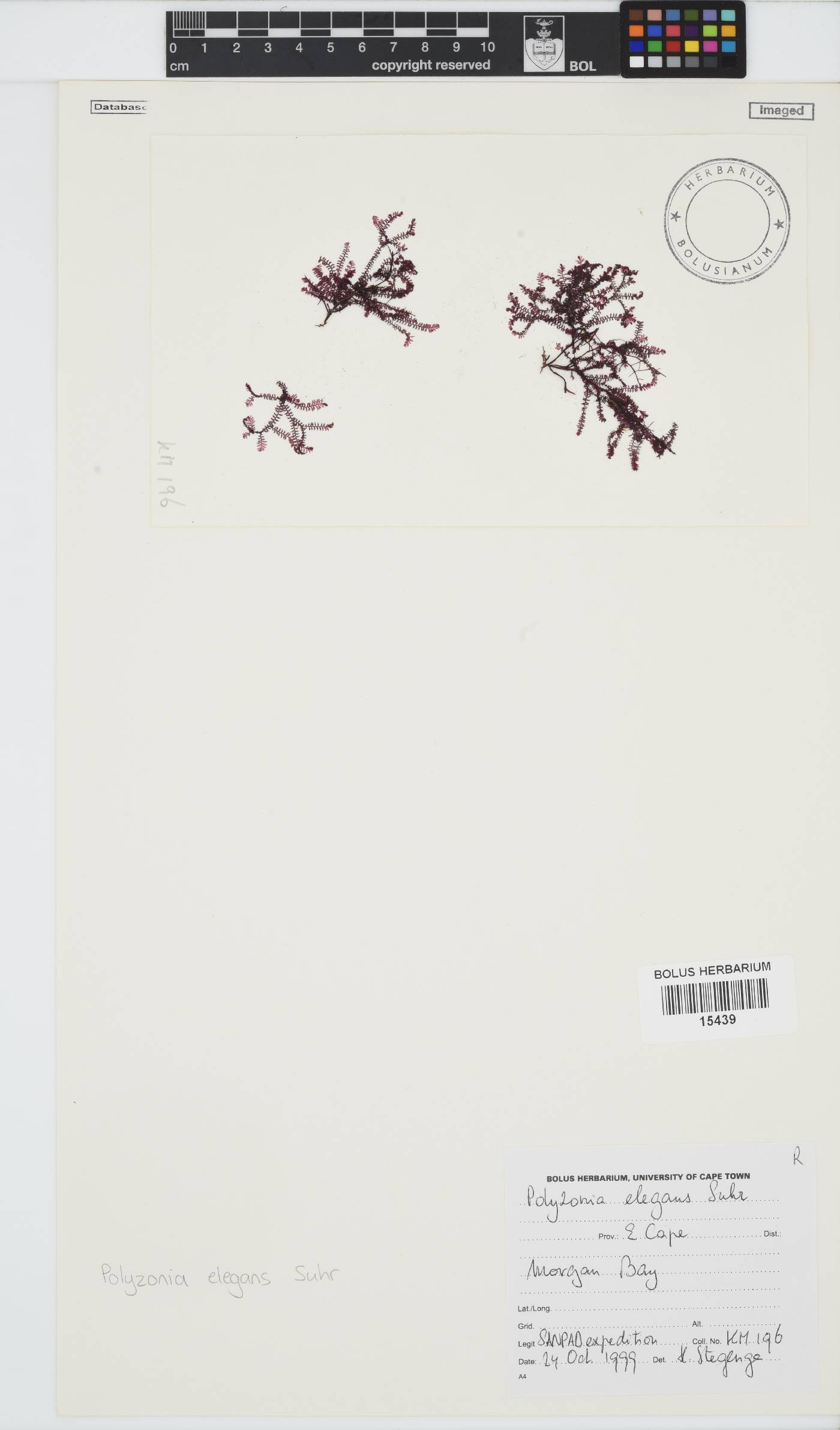 Polyzonia image