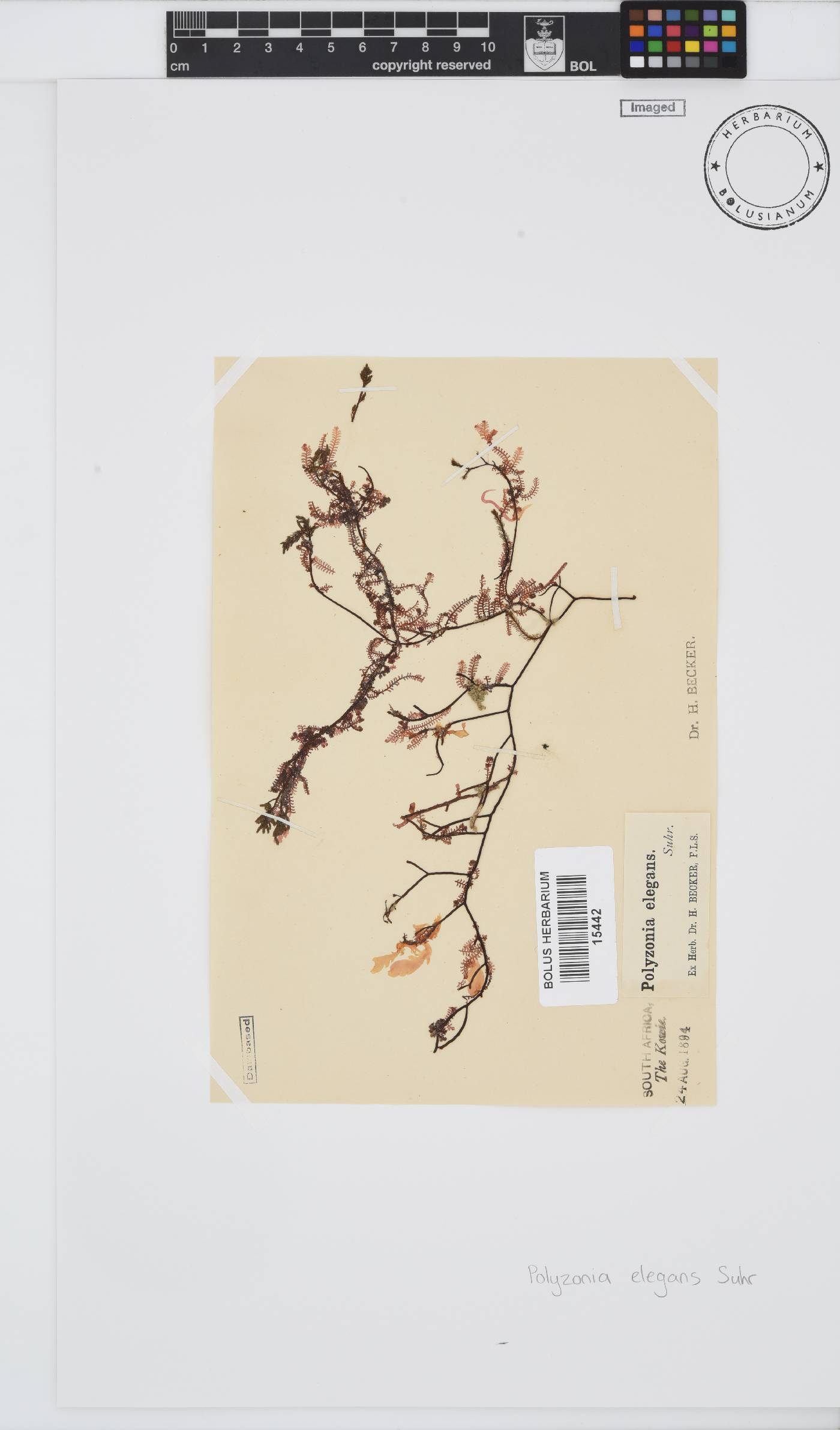 Polyzonia elegans image